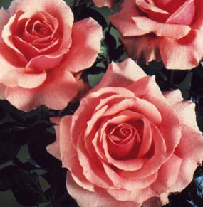 Tournament of Roses