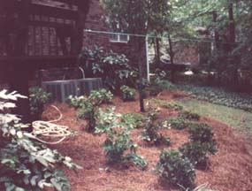 A Beautiful Backyard