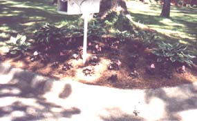 A Summertime Mailbox