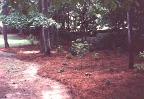Naturalized Area