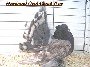 Dominant Opal Check Hen