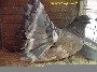 Dominant Opal Cock