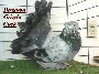 Dragoon Grizzle Cock