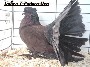 Indigo T-Pattern Hen