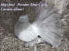Powder Blue Cock