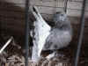 Powdered Blue Bar Hen