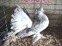 Powdered Silver Bar Hen