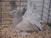 Powdered Silver (dilute) Bar Hen