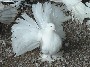 Silver Bar Saddle Cock