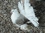 Silver Bar Saddle Hen