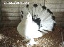 Tailmark Hen