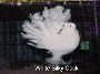 White Silky Cock