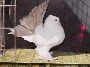 Yellow Tailmark Hen