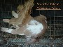 Yellow Whiteside Cock