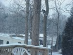 See the squarrel in the tree
