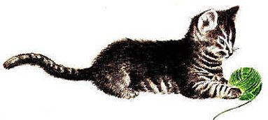 Kitten