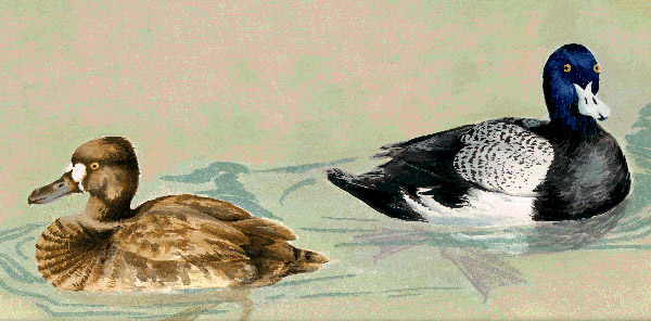 Tiny Lesser Scaups
