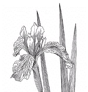 Iris