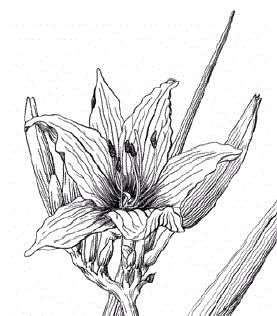 Day Lily