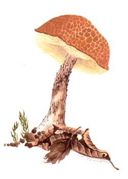 Mushroom