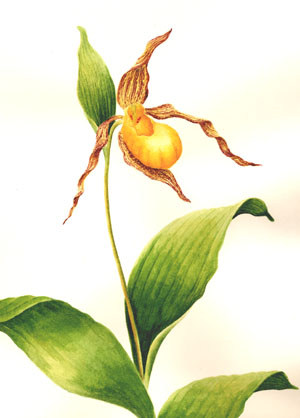 Yellow Lady Slipper