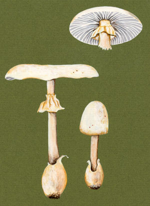 Destroying AngelMushroom