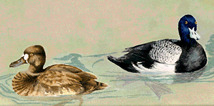 Ducks