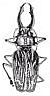 Longhorn Beetle