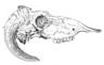 Feral Sheep Skull