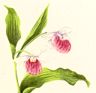 Showy Lady's Slipper