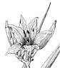 Day Lily