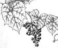 Riverbank Grape