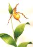 Yellow Lady's Slipper