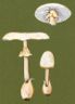 Destroying Angel Mushroom