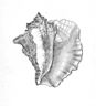 Conch Shell