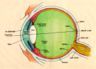 Eye Section
