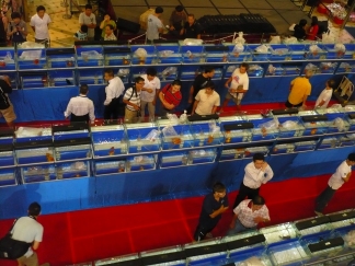 crowd 2