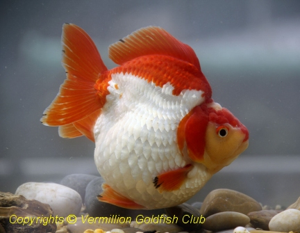 GC