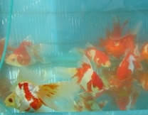 ryukins