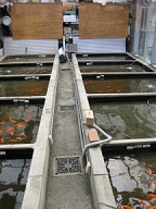 ponds