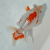 nankin