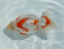 nankin