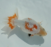 nankin