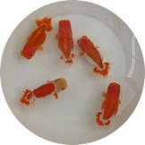 ranchus