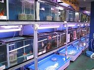 lfs