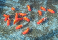 ranchus