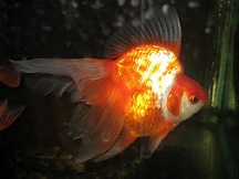 ryukin