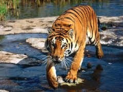 Tyger, tyger burning bright ... (Wiiliam Blake)
