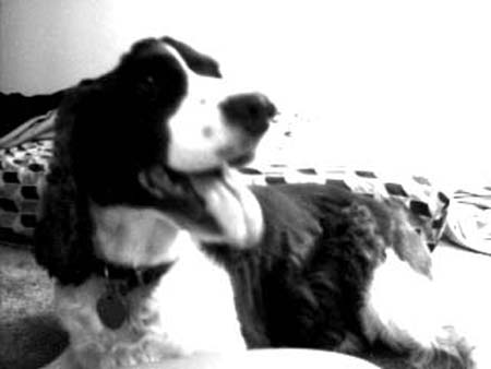 Bonnie