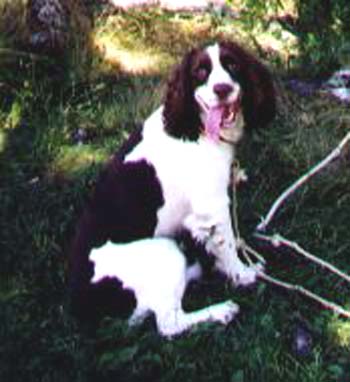 Sassie